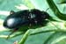 Ground Beetle